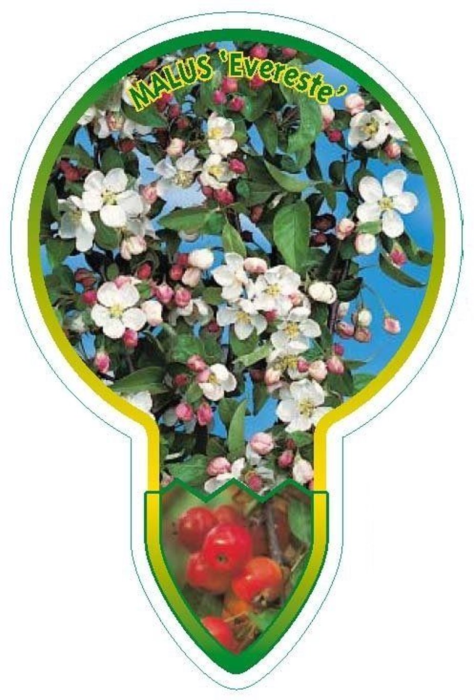 Malus 'Evereste' - 120 CM Stem C7.5